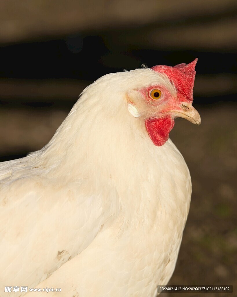 白色母鸡特写