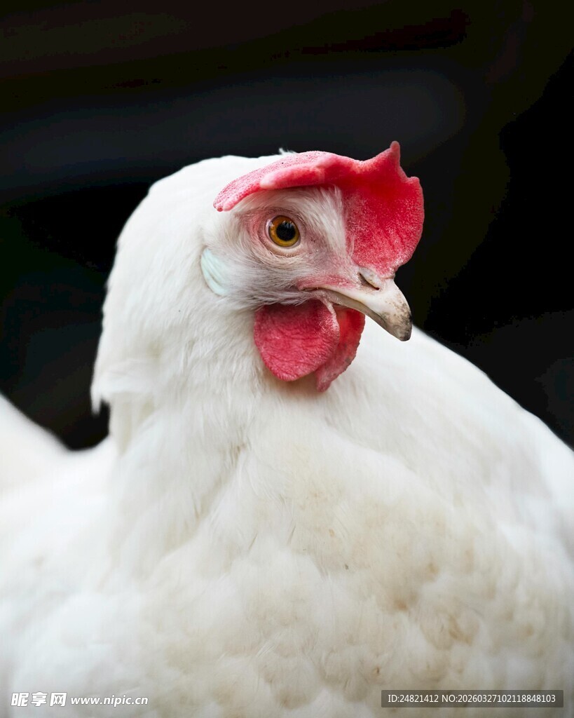 白鸡特写