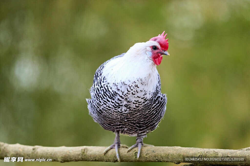 站在枝头的多彩鸡