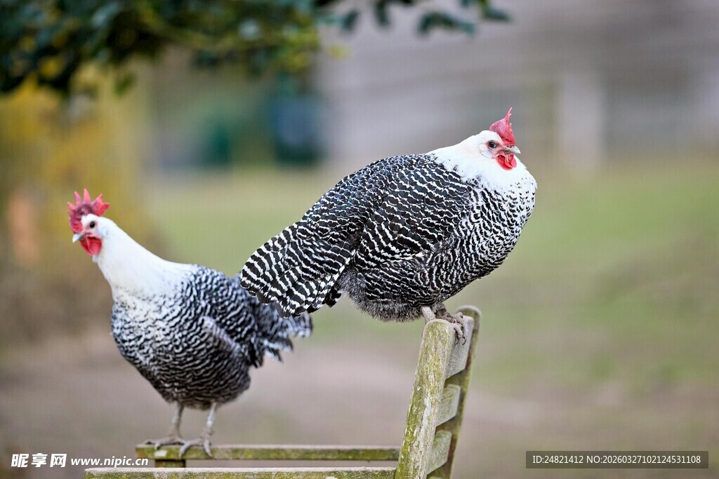 两只鸡立于木杆上