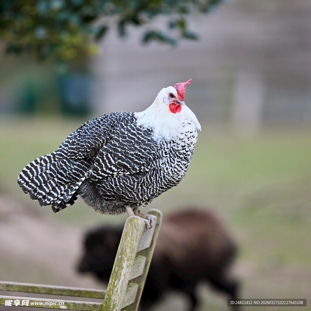 灰羽鸡立于木桩上