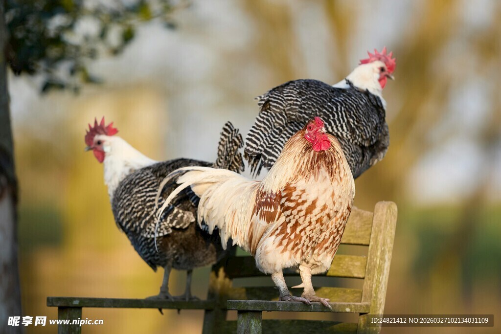 木椅上的公鸡与火鸡