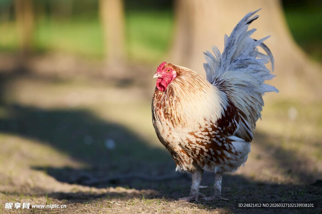 漫步的美丽公鸡