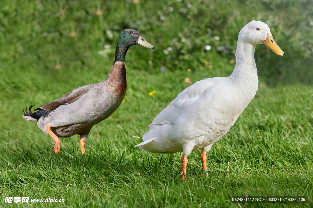 草地上的鸭子与野鸭