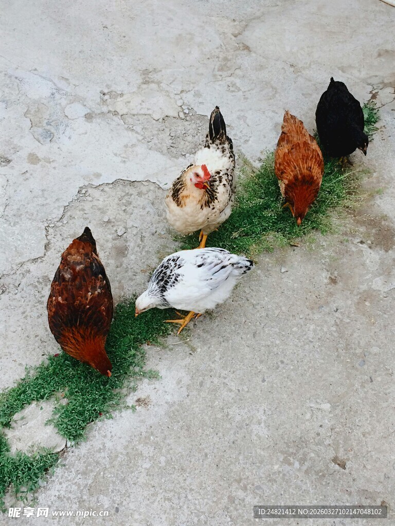 地面上的一群鸡