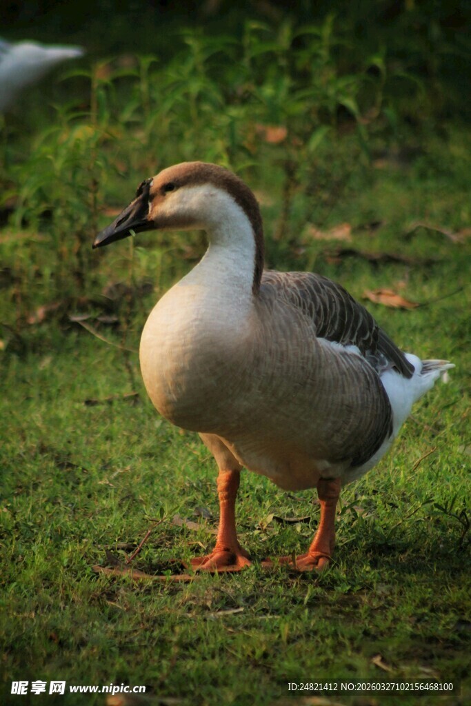 草地上的灰鹅