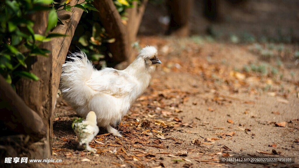 漫步的白色小鸡