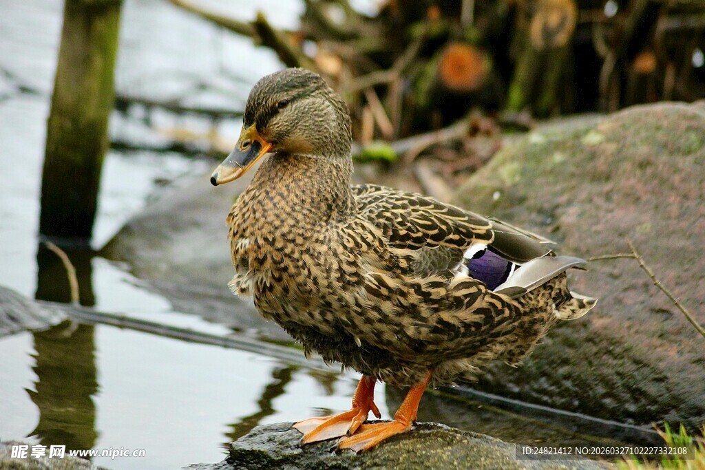 水边站立的斑点花纹野鸭