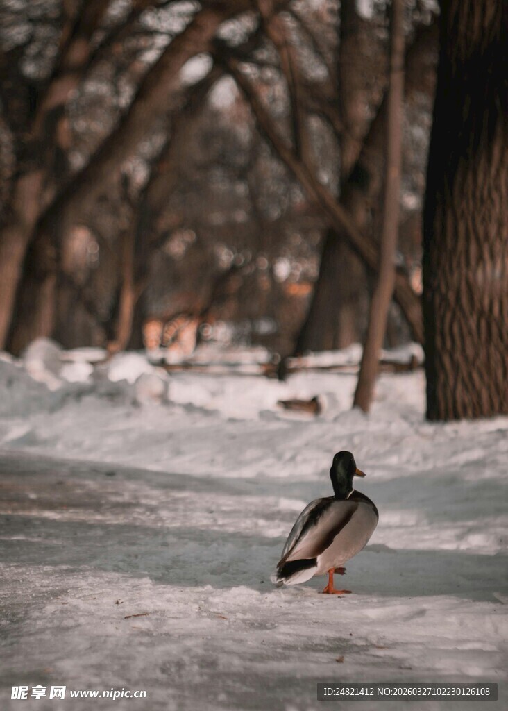 雪地中独行的鸭子