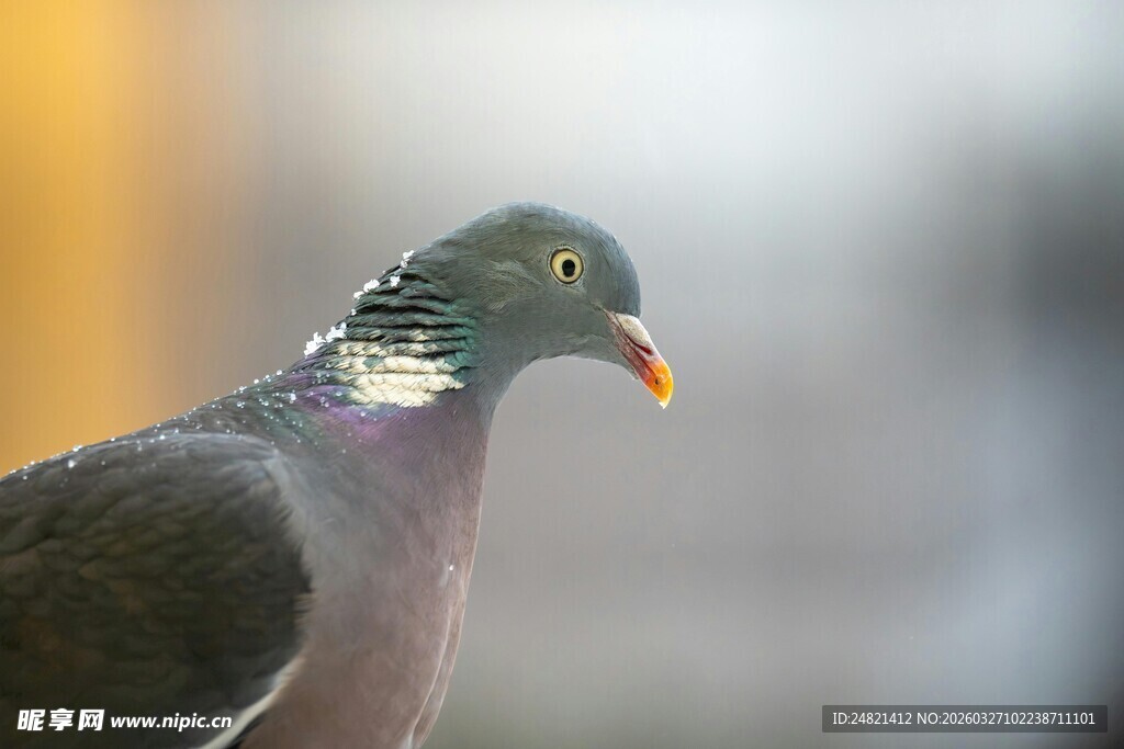 灰鸽特写