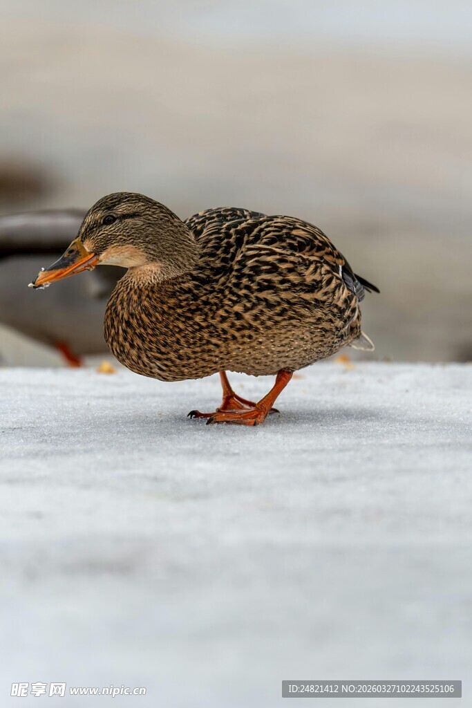 雪地上的单脚站立野鸭