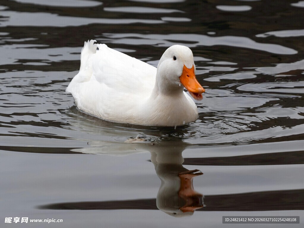 白鸭水中游
