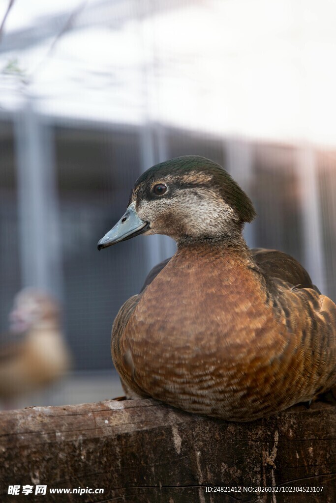 栖息的棕褐色鸭子