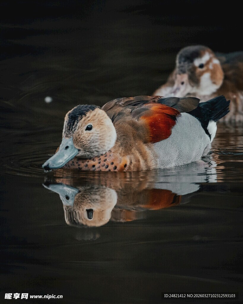 水面上的美丽鸳鸯