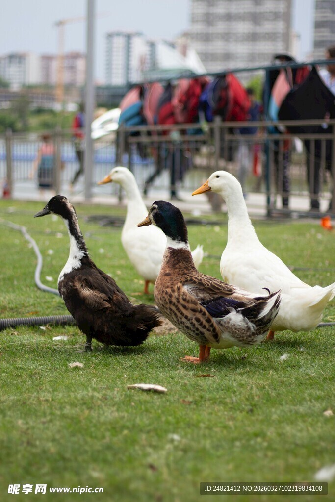 草地上的一群鸭子