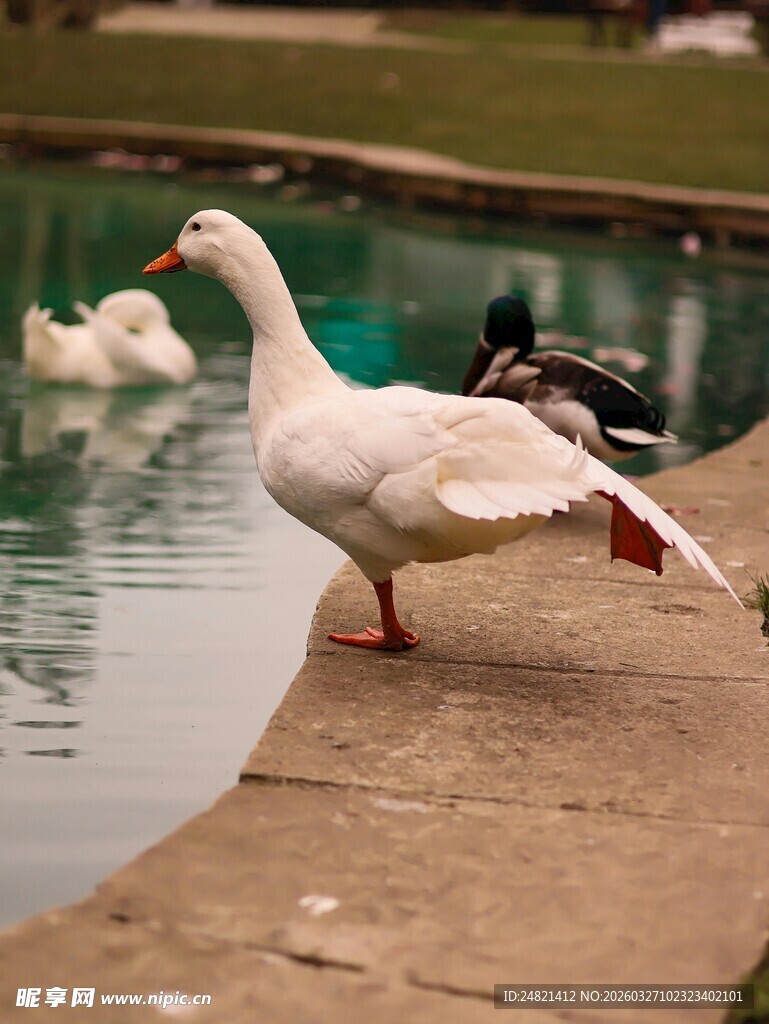 岸边白鹅单脚独立