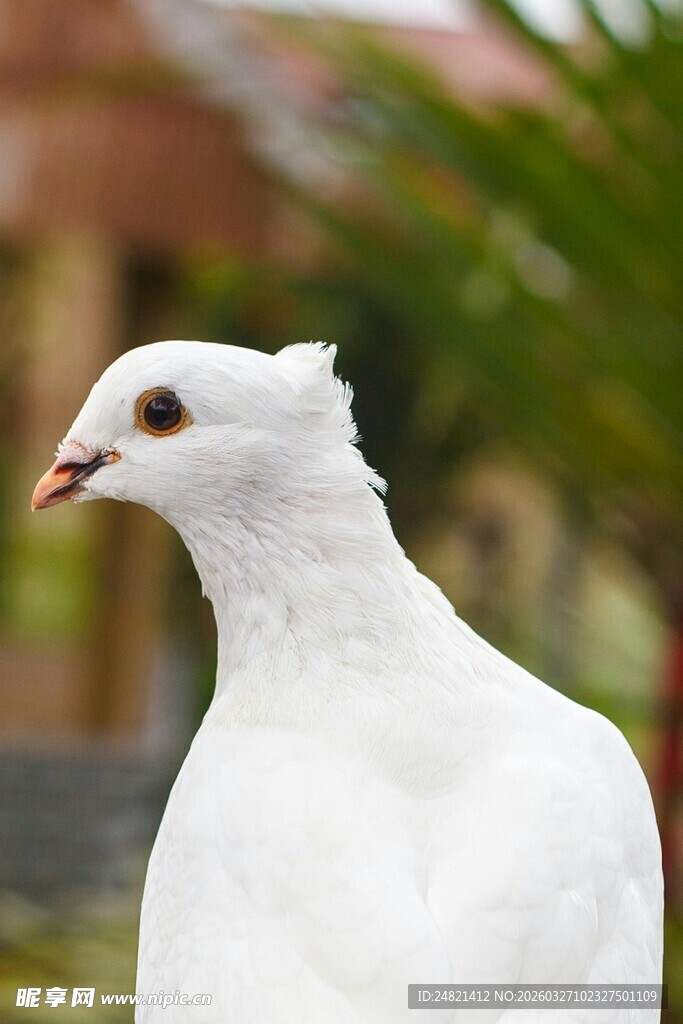 白鸽特写