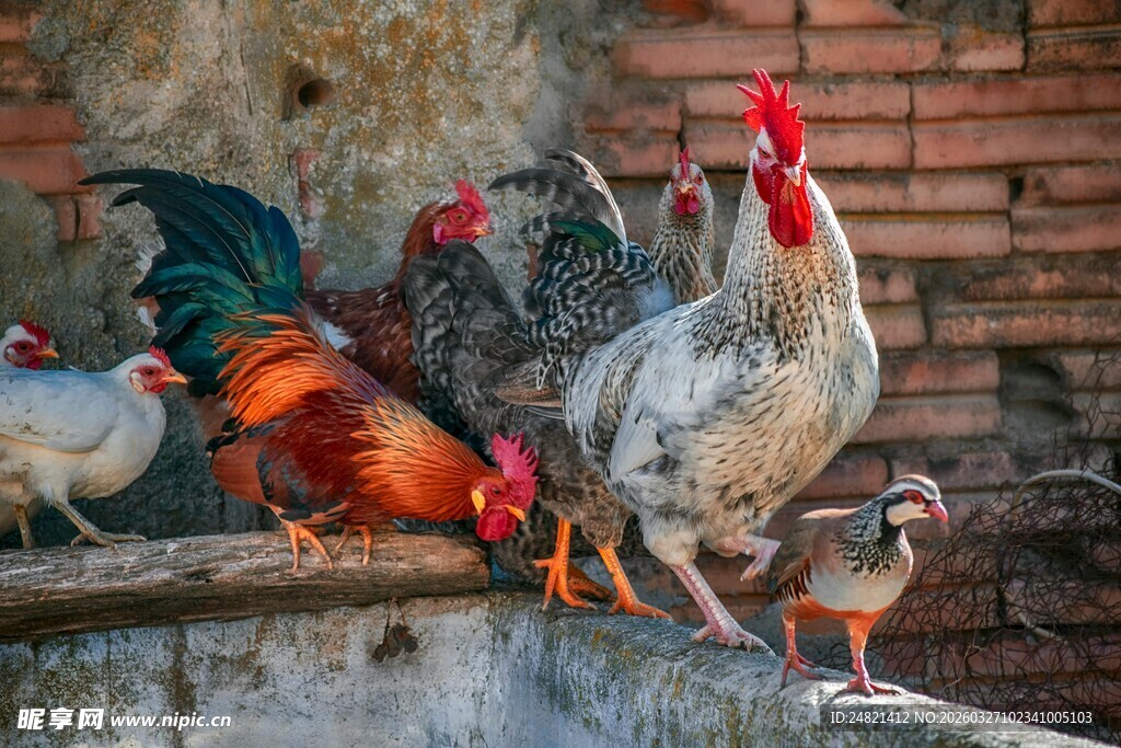 庭院中漂亮的多彩鸡群