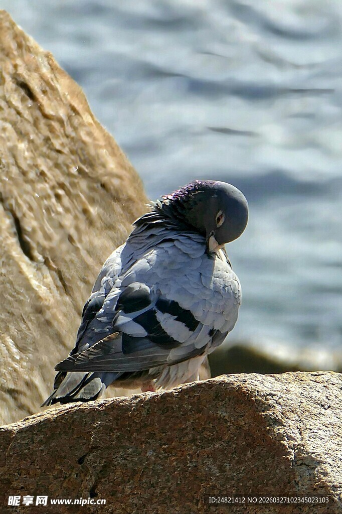 岩石上休憩的灰羽小鸟