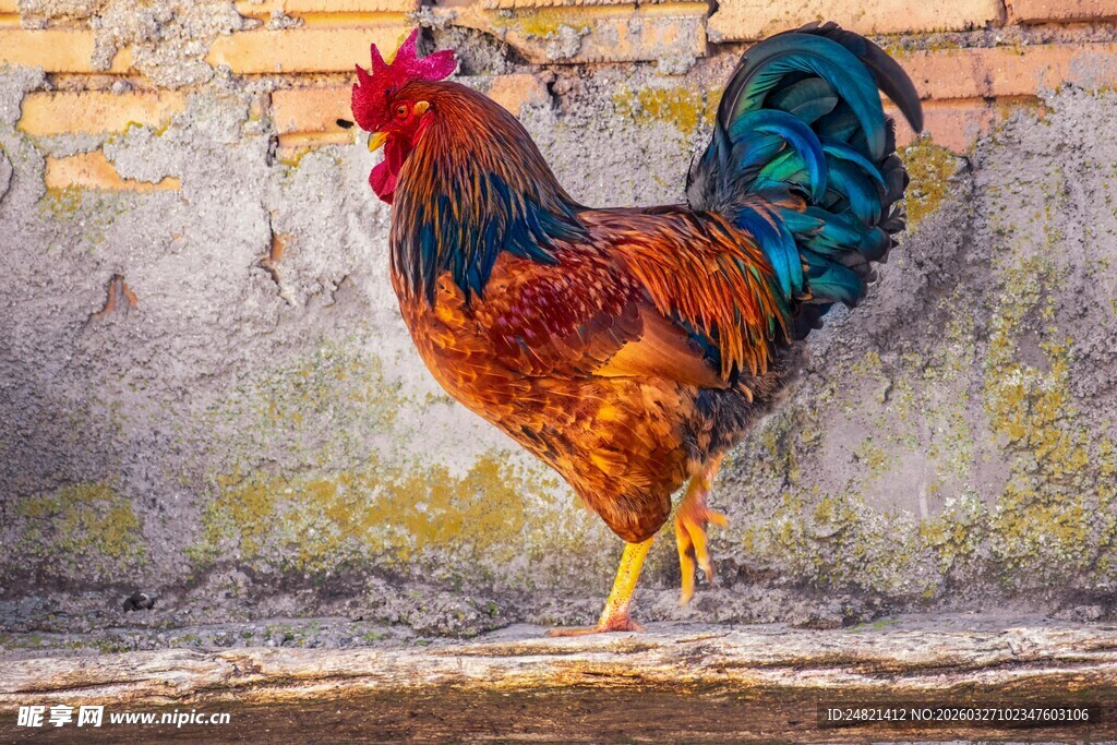 色彩斑斓的公鸡