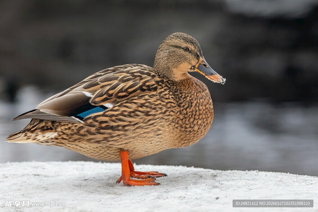 雪地上的单只野鸭