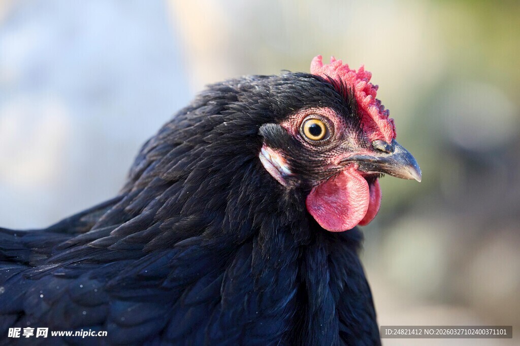 黑公鸡特写