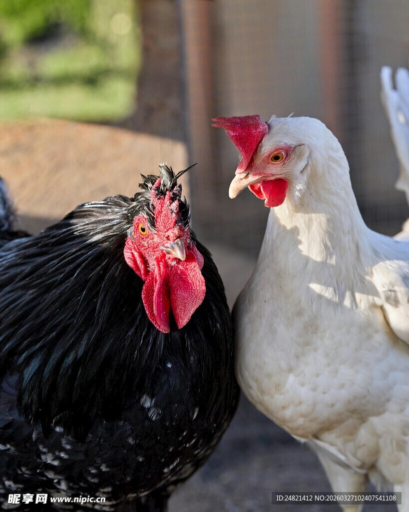 黑白双鸡亲昵相依