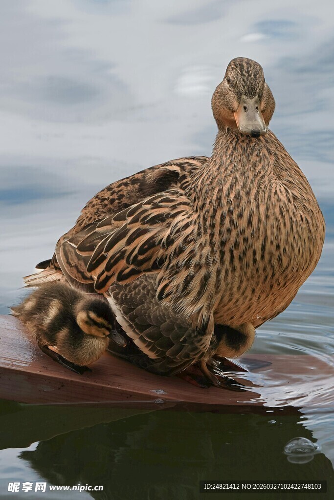 水面上休憩的棕色野鸭