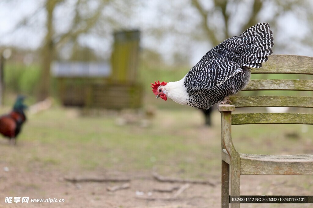 黑鸡立于木栏上