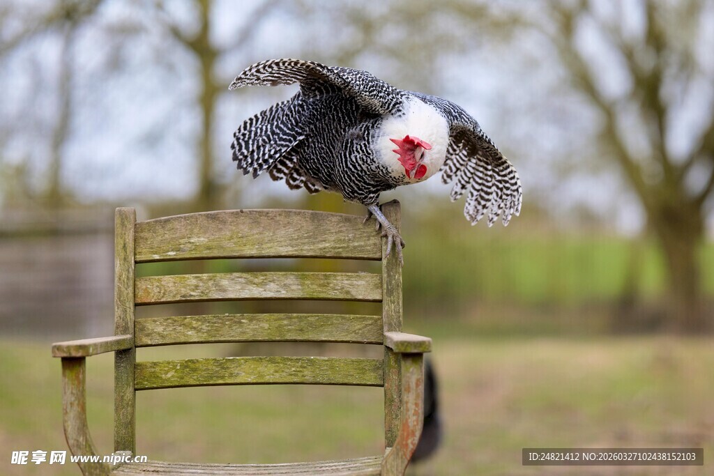 火鸡展翅立于木椅上