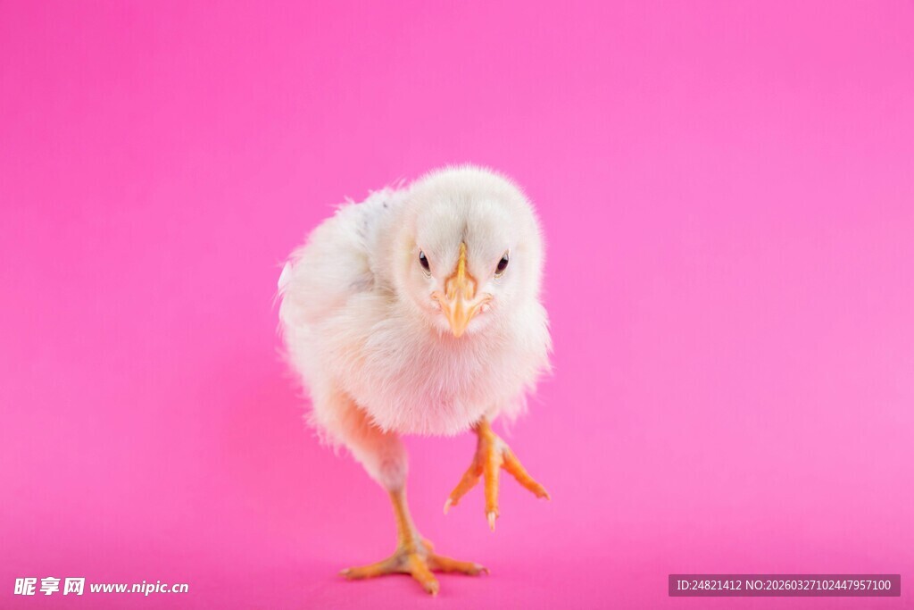 粉色背景上的可爱小鸡