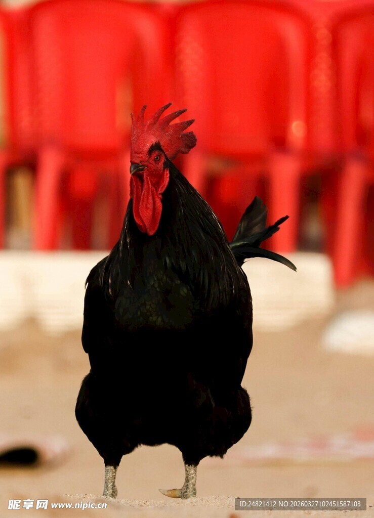 昂首挺胸的黑公鸡