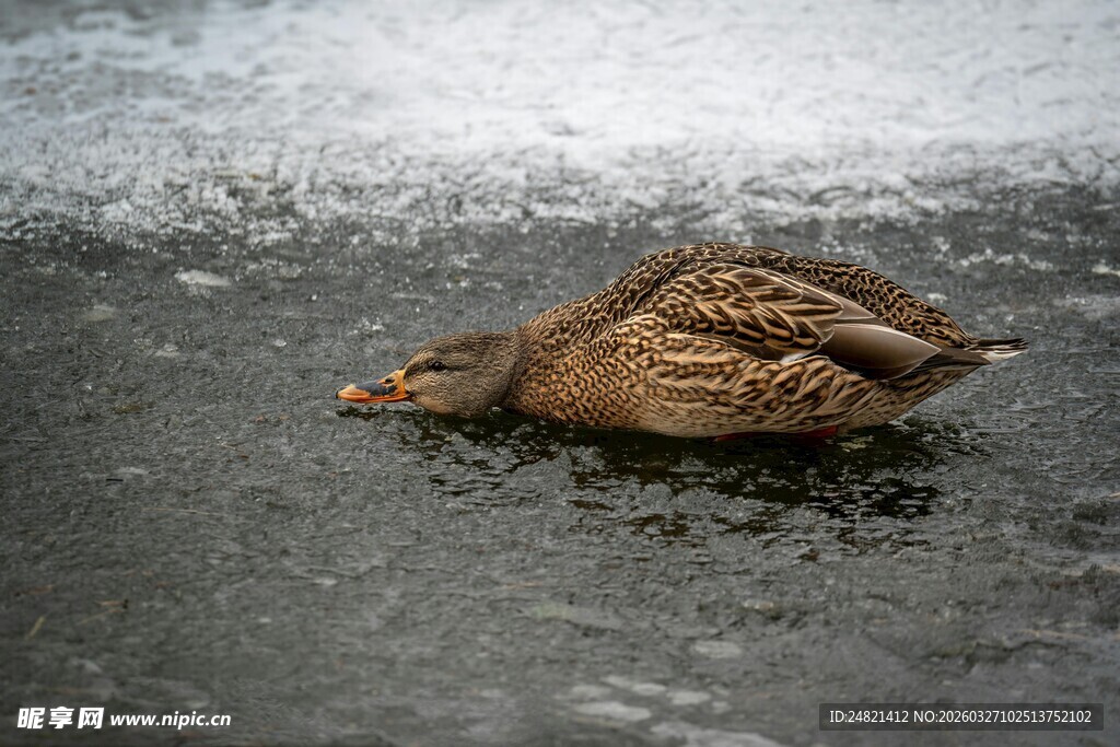 冰面上休憩的野鸭