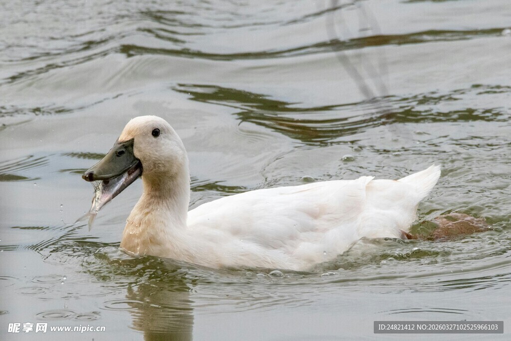 水中白鸭觅食