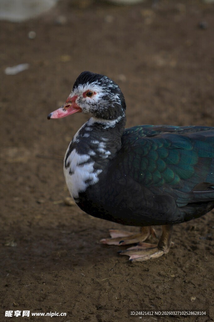 独特花色的鸭子