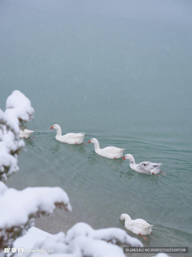 雪覆湖畔的游弋白鹅