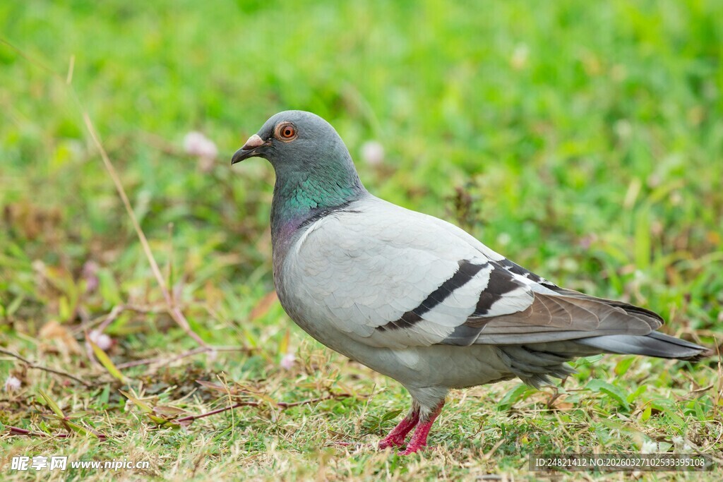 草地上的灰鸽子