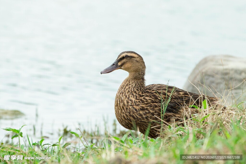 岸边草地上的一只野鸭