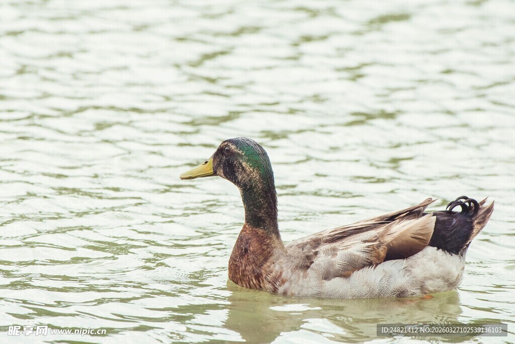 水中游弋的绿头野鸭