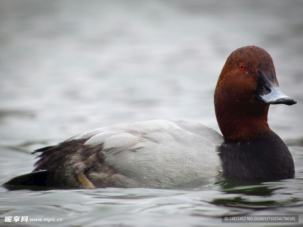 水中游弋的红头潜鸭
