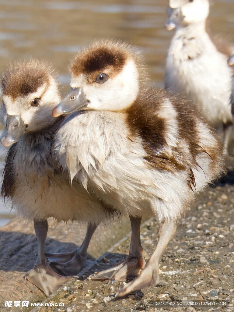 岸边可爱的幼鸟