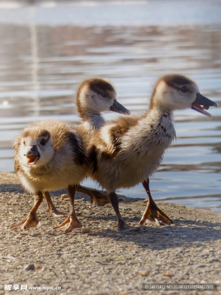 岸边三只小鸭子