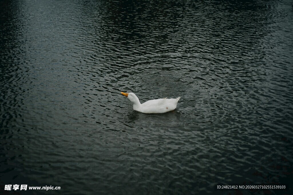 水中悠游的白色鸭子