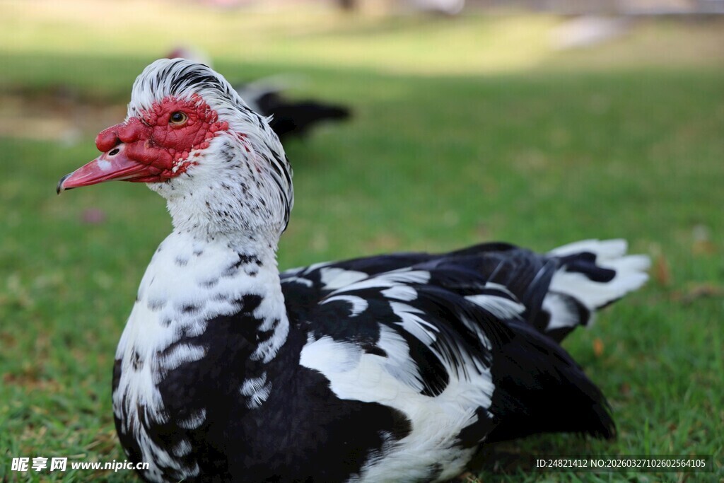 黑白鸭静卧于翠绿草地