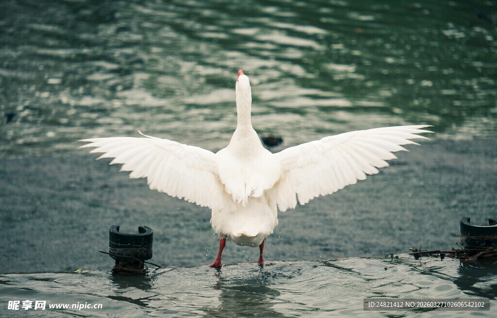 白鹅水中展翅
