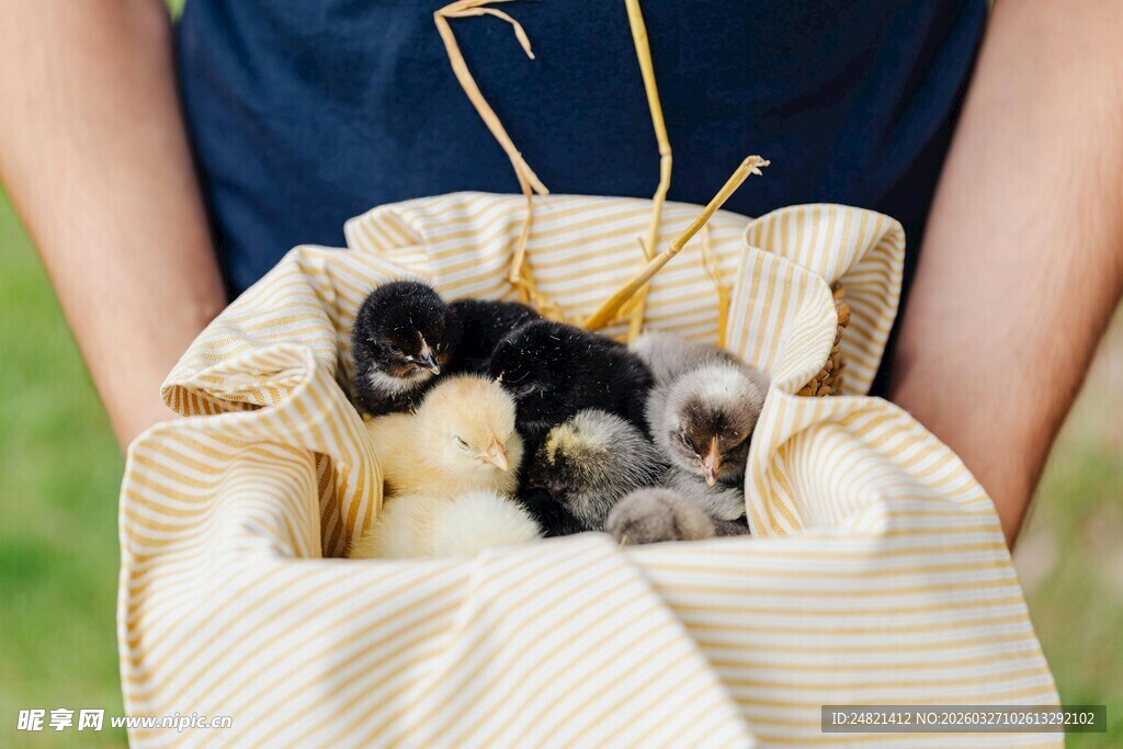 手捧布袋中的可爱小雏鸟