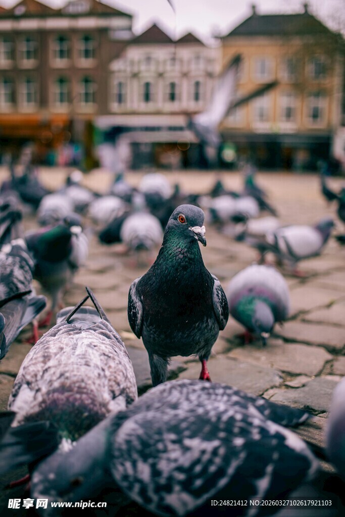 广场上群鸽聚集的景象
