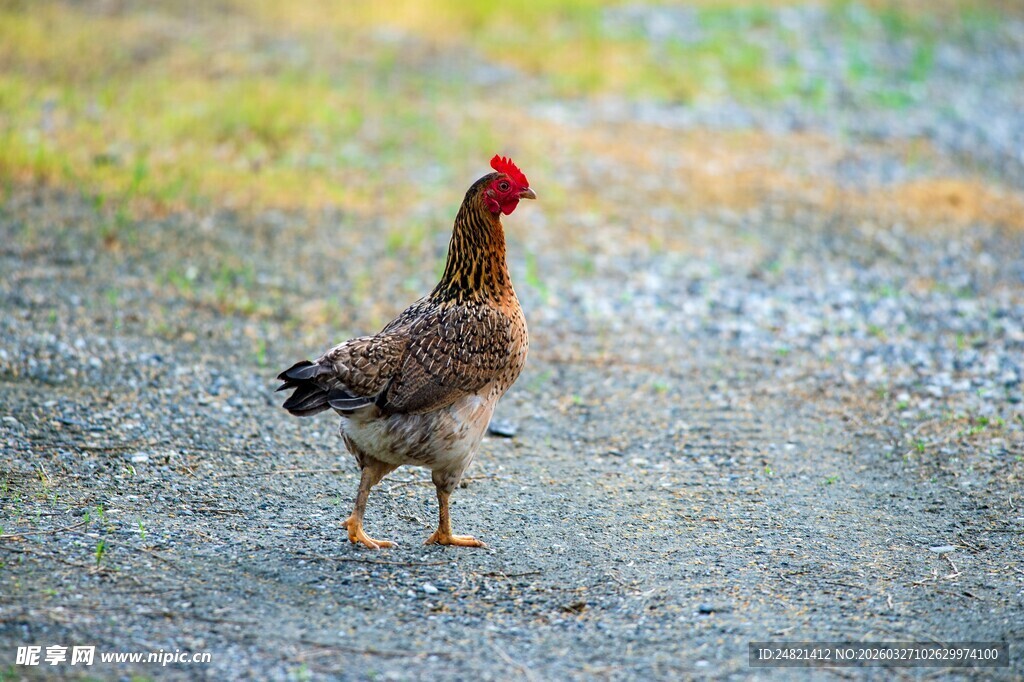路上行走的一只花公鸡