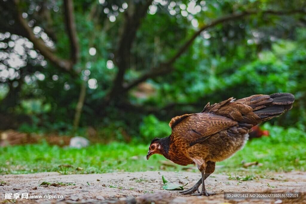 觅食的母鸡