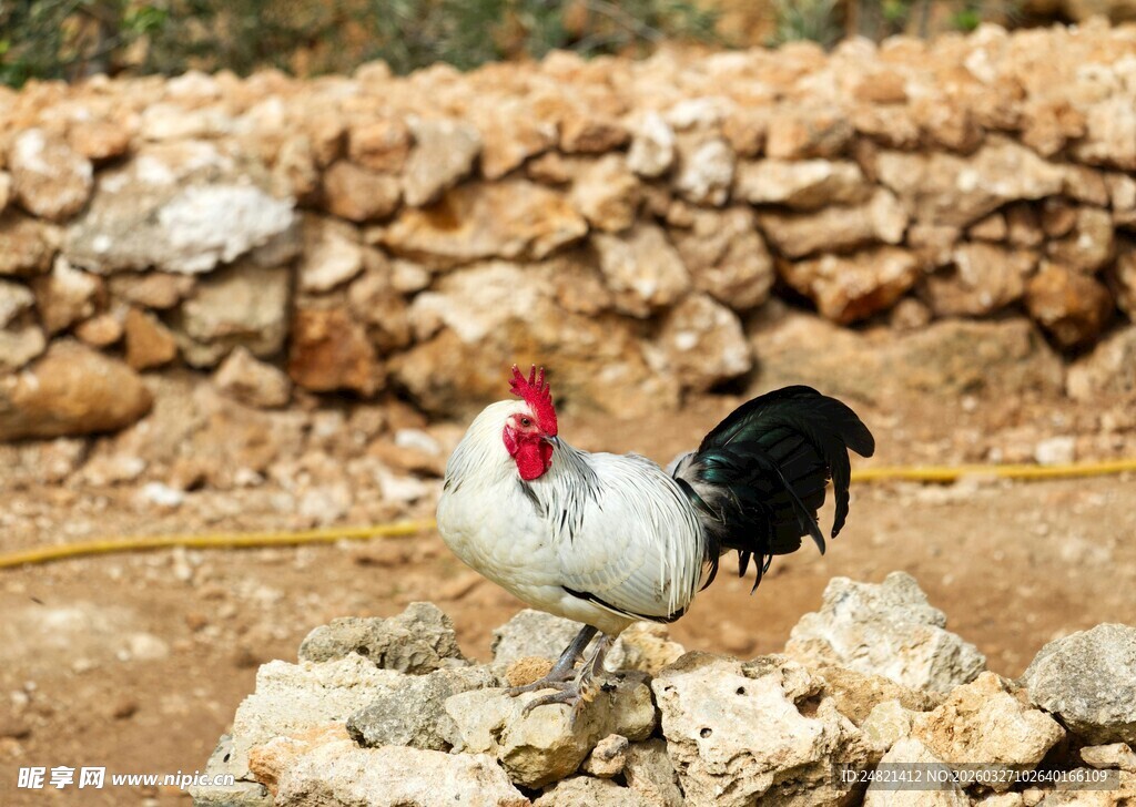 岩石旁的美丽公鸡